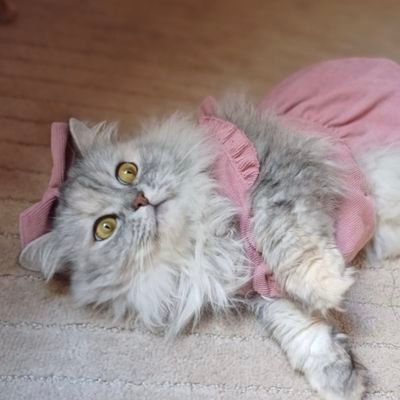 NourahAlHogail's profile picture. Forensic Pathology Resident