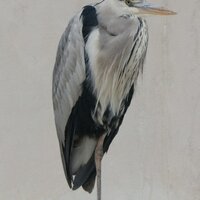 Knockrock (@knockrock) 's Twitter Profile