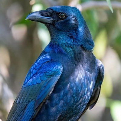 BlueCrow4952's profile picture. 