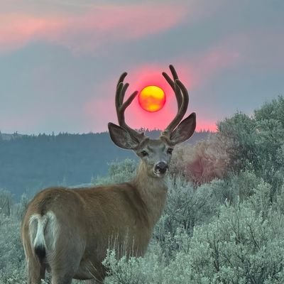 Sandipfx1's profile picture. Market View, Currencies, Bitcoin,Post related to Stocks fun time,Social , News,politics

🛑NO DM PLS🛑