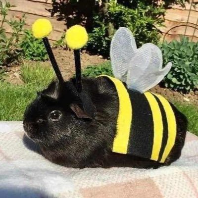 Frogboi00's profile picture. Tower Defense Simulator fan and a FNaF Max Moder.