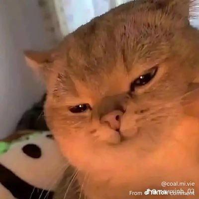 estazolams's profile picture. With all due respect, please stay away.