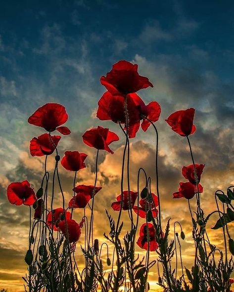 johnnikss's profile picture. Like his daddy