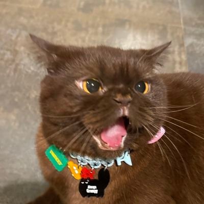 MadchenStudent's profile picture. 