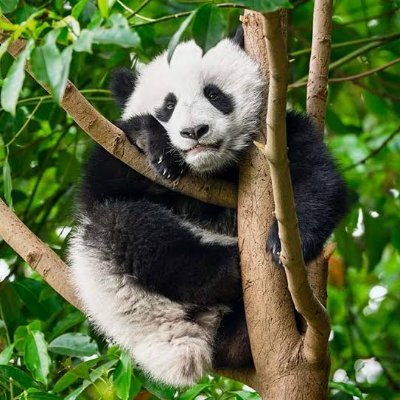 Wong_Weii's profile picture. #DataScience with #Python / #Data_Mining | unaffiliated | Data Modeling and Analytics  | Anti terrorism