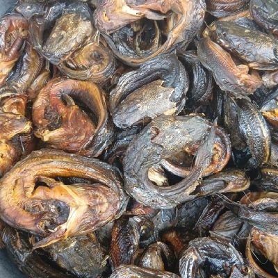 terrhyus's profile picture. Catfish farming