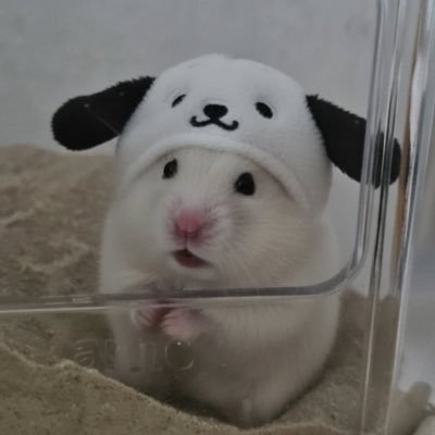 애옹