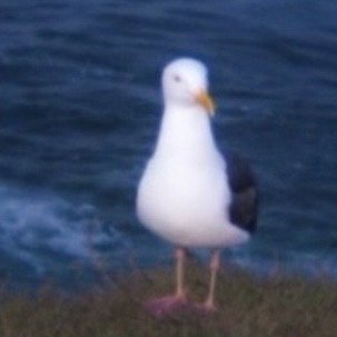 ballstingle's profile picture. 