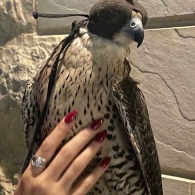 njo6l's profile picture. الحمدالله دائما وابدا