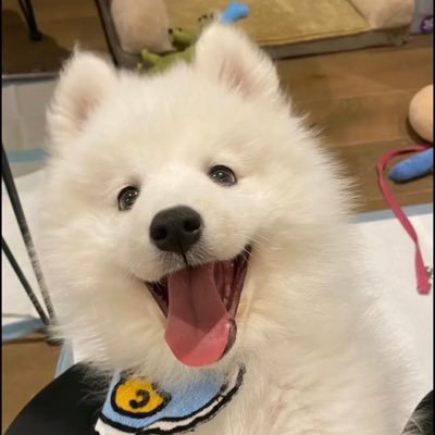 Isolation363's profile picture. 坐标上海西南某不知名985