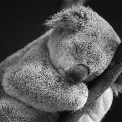 AmyandColin's profile picture. 🦉🐨🪃
Yankunytjatjara Narrunga - Aboriginal Australian - Librarian. When we know better, we do better - Be kind. EXTINCTION IS FOREVER 🐘🦏🐬🐢🦜💚😭 
@PAFC 🏉
