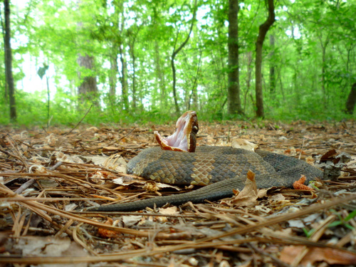 Snakes_Weather's profile picture. Herpetologist