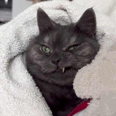 hollowopus's profile picture. 