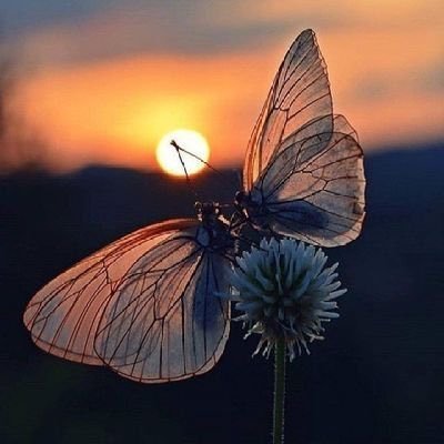 HadrielCamille's profile picture. 