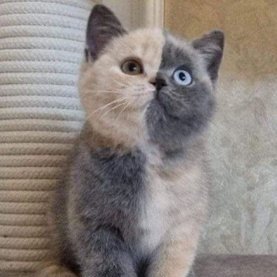 Energy85273862's profile picture. 𝕲𝖔 𝖛𝖊𝖌𝖆𝖓  🌳 La planète est fragile,  il faut la respecter..

Vive l'humanité, vive la France 🇫🇷💛🩷🌎