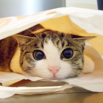 288os's profile picture. 🔮森羅万象猫化して呟いてしまう 長崎県島原半島最辺境集落にて いつでもパッカンな保護猫ラスカル🦝と暮らす猫馬鹿 https://t.co/nF2M9OTMBG💻IT系別アカ @1pinworks