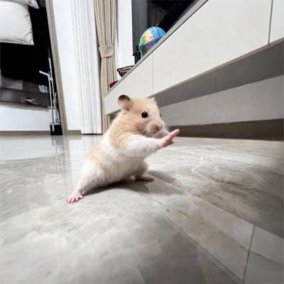 KungFuHammy's profile picture. The Kung Fu Hamster