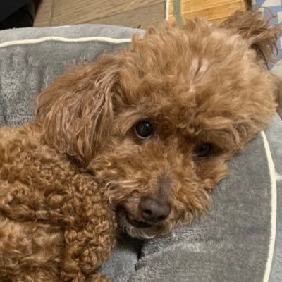 skyblue94689706's profile picture. 今年はお金使いません❗️（絶賛破綻中）#TWLC #着即開推進委員会 #ニジフリ #ウイスキーファインドは良いぞ #キルホーマンは良いぞ #アイラは良いぞおじさん