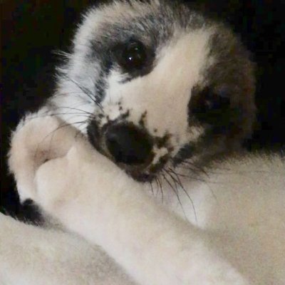 fauxaudiomtl's profile picture. pressure waves