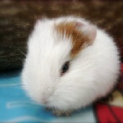 baby sheltie guinea pig
