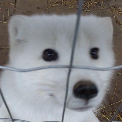 thearcticfox102's profile picture. freaky