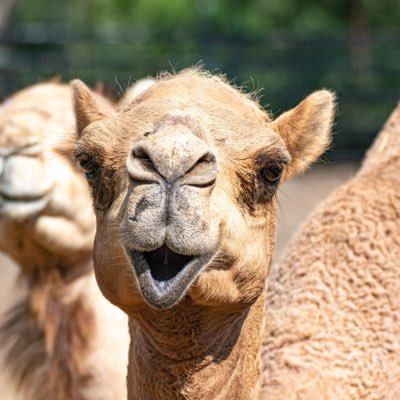 Abdihakim088's profile picture. 