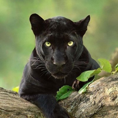 Ghettoeinstein's profile picture. enslaving AI agents at scale