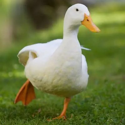 LakshyaWalia1's profile picture. Hi am a person (Not a bot cuz for some reason i was banned for being one, thanks to elon am back)