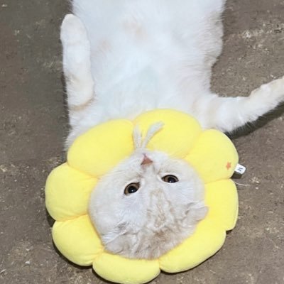 JANUBAMM's profile picture. 𝙁𝙤𝙧 𝙖𝙨 𝙡𝙤𝙣𝙜 𝙖𝙨 𝙄 𝙚𝙭𝙞𝙨𝙩, 𝙔𝙤𝙪 𝙬𝙞𝙡𝙡 𝙗𝙚 𝙡𝙤𝙫𝙚𝙙. @BamBam1A @GOT7Official @GOT7𖤐