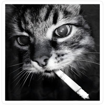 1v1poison's profile picture. average shitter