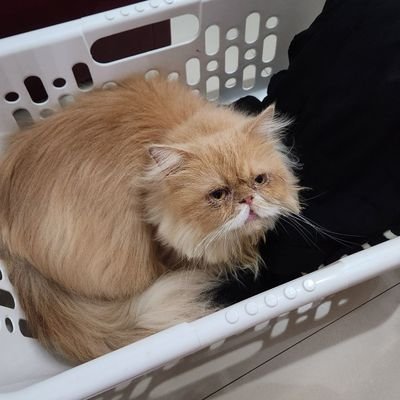 hasbiyal_furqon's profile picture. Penghayal masa depan.

F1 addict yang gk tau F1.
Next year is our year.