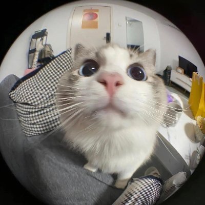 yoshiixbt's profile picture. prev @kcex_official | now @blofin_official | where whales are made