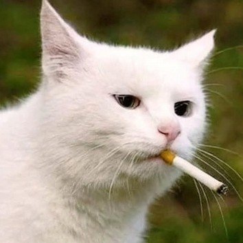 Min_junhan's profile picture. 정보 과잉이 아니라, 필터 오류입니다.🫀 
케이팝, 블링크, 스위프티, 애니메이션 팬보이.