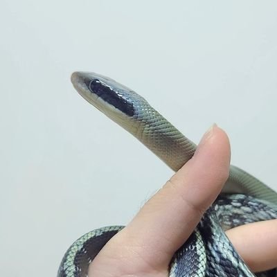 lamoontown's profile picture. 동물계&일상계입니다 👉1멈머 9마뱀 12뱀 집사👈 | Eng•日本語OK | 사진똥손 우리애들 이뻐요 | RT끄기 추천