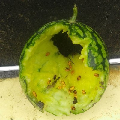 ippo_senriR01's profile picture. ネトゲの攻略情報を収集したり、懸賞応募などの目的で始めました🐰