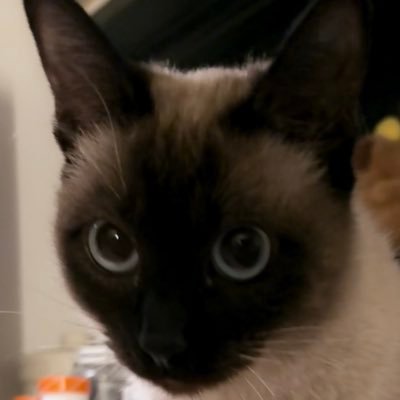 YizhiX7's profile picture. Machine Learning Engineer. Alumni of BUAA & Brown U.