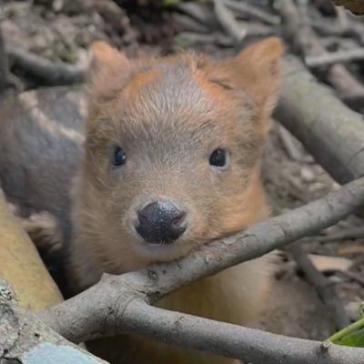 methehere's profile picture. one walk around and we’re all set || 🇨🇱