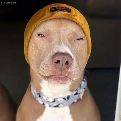 MrSmegOfficial's profile picture. 