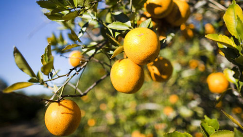 orangeparkflinf's profile picture. 