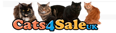 Cats4saleUK's profile picture. http://t.co/Cz5EDRQS Cats4saleUK Is the largest online cat advertising website in the UK with over 3 Million visitors in its first year, Its also 100% FREE