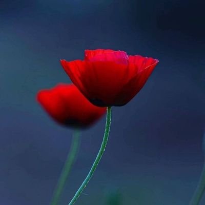 Latifecik09876's profile picture. 'Ol' deyince olduranın,
Doksan dokuz adı ile.⚘️