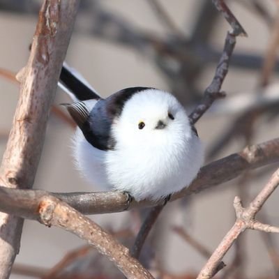 life_wild21208's profile picture. Discover the beauty and mystery of nature's wildest creatures. Join us on a journey through the animal kingdom, one wonder at a time. 🌍🦁 #WildlifeConservation