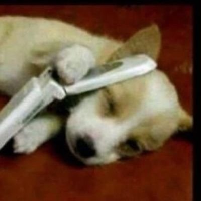 aaaaaarppp's profile picture. 