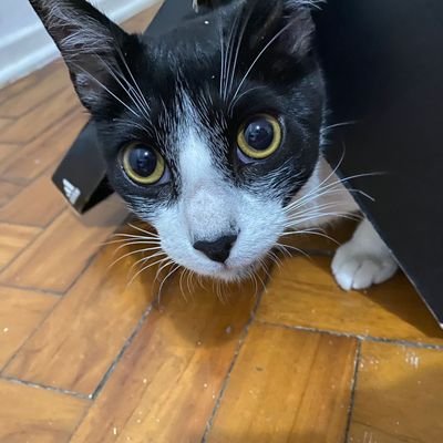 OLAchucky's profile picture. 