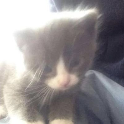 thaniaaaple's profile picture. 