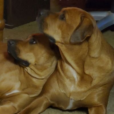 wlfhund's profile picture. 🐶🐾Life
Recovered Republican
U.S. in Distress!
#FreePress
#Witch
#Spoonie
Medical Bill Donations: https://t.co/JL88w79R6A