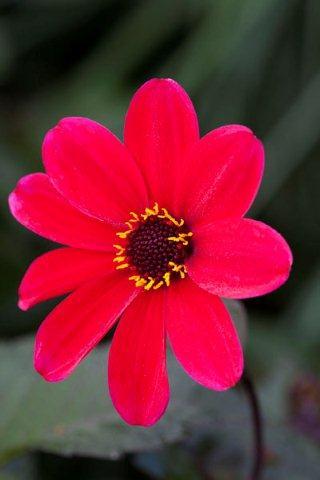 acowoodpeckers's profile picture. National Gardens Scheme Assistant County Organiser. Wife, mother and grandmother, baker of fine cakes and giver of NGS talks to groups throughout the county.