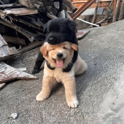 capsulaestelar's profile picture. ✨pøwer to the løcal dreamer✨
provavelmente ouvindo musica enquanto vc lê isso: 
https://t.co/SGQFAbsEVy