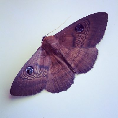 m4ybetomorrow_'s profile picture. tu voudrais quand même pas attraper le lèche pianiste