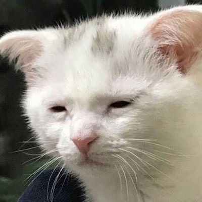 matchanightowl's profile picture. 28 | my life is held together by duct tape and delulus